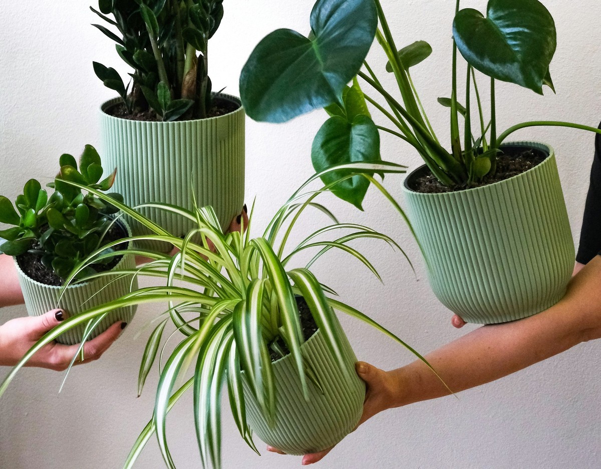 10 Pflanzen, die Feuchtigkeit aufnehmen und das Zuhause dekorieren