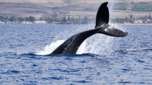 Aufregung bei der NASA: Satellitenentdeckung eines lebenswichtigen roten Mikrorganismus für Wale