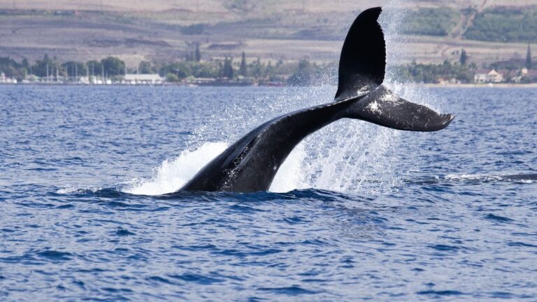 Aufregung bei der NASA: Satellitenentdeckung eines lebenswichtigen roten Mikrorganismus für Wale