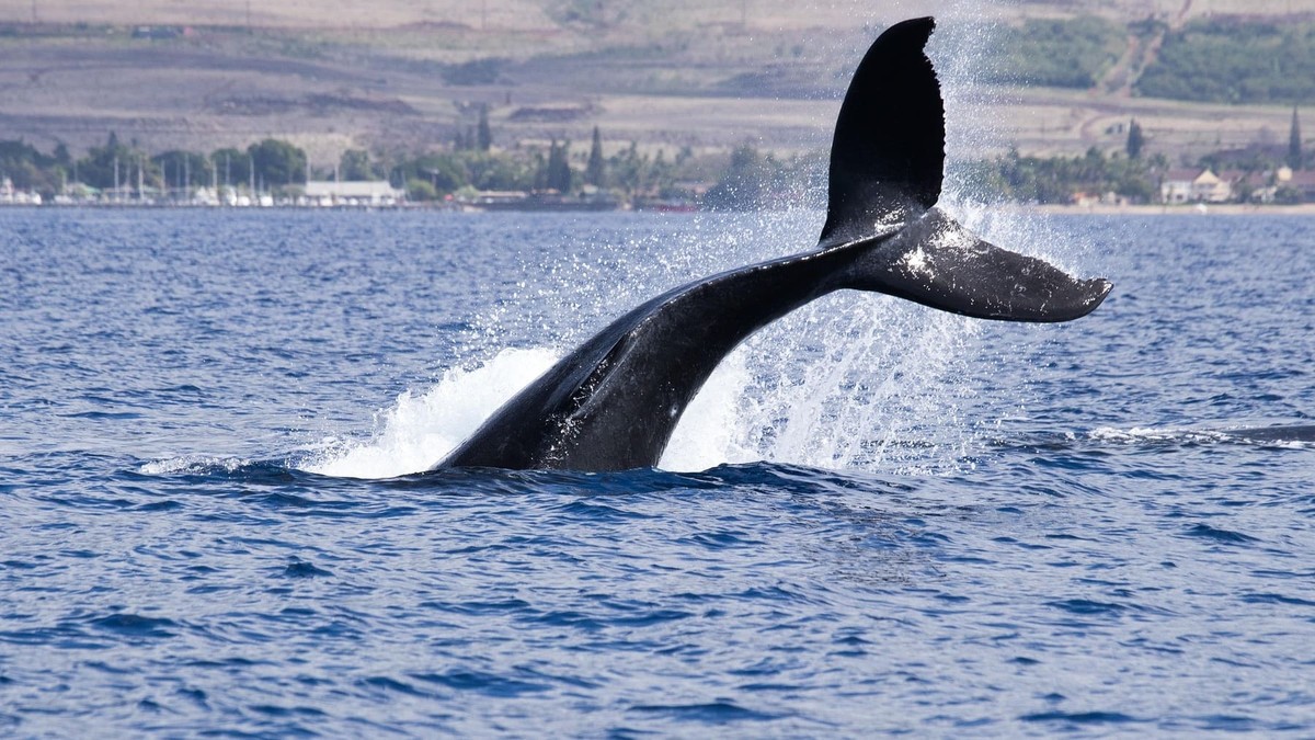 Aufregung bei der NASA: Satellitenentdeckung eines lebenswichtigen roten Mikrorganismus für Wale