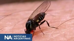 Barigüí: Der neue Insekt, der Buenos Aires überflutet – Vorbeugung von Angriffen