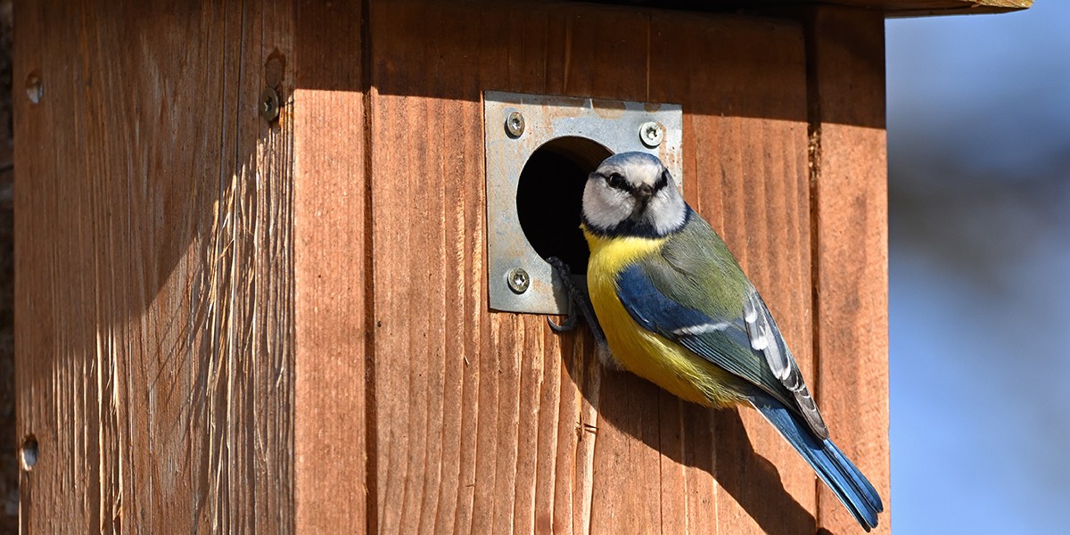 Bedeutung der Anwesenheit von Meisen in Ihrem Garten