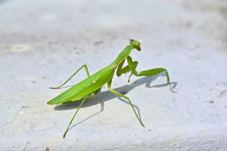 Bedeutung der Gottesanbeterin im Feng Shui