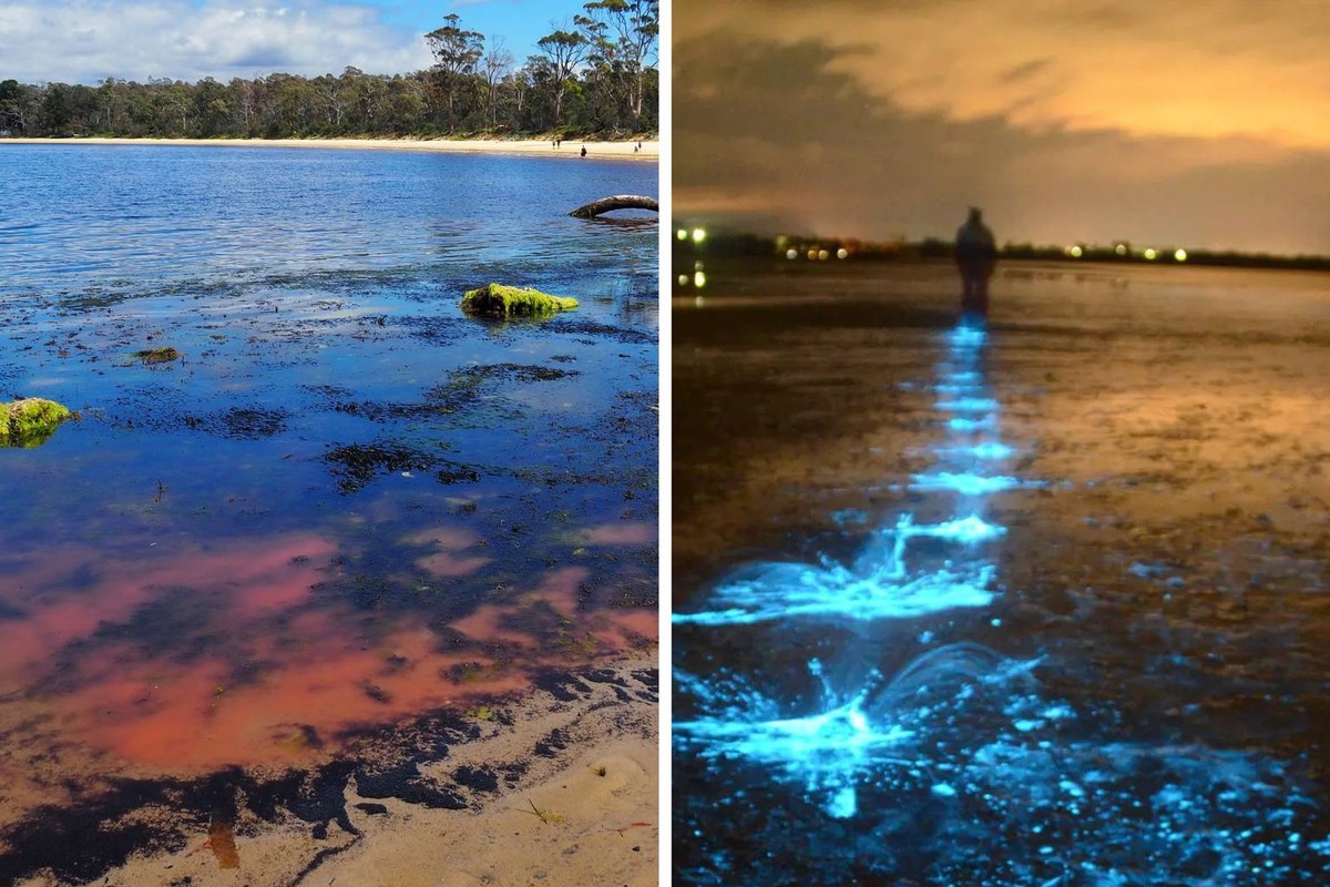 Bestätigung eines natürlichen Algenblühens in Tasmanien
