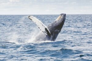 Das Geheimnis der Langlebigkeit liegt in der Kälte