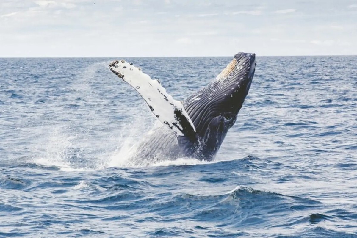 Das Geheimnis der Langlebigkeit liegt in der Kälte