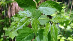 Der Nutzen von Bäumen im Garten: Der amerikanische Ahorn