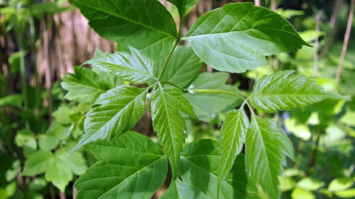 Der Nutzen von Bäumen im Garten: Der amerikanische Ahorn