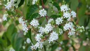 Der Sieben-Kinder-Baum: So pflanzen Sie ihn und bereichern Ihren Garten mit einem jasminähnlichen Duft