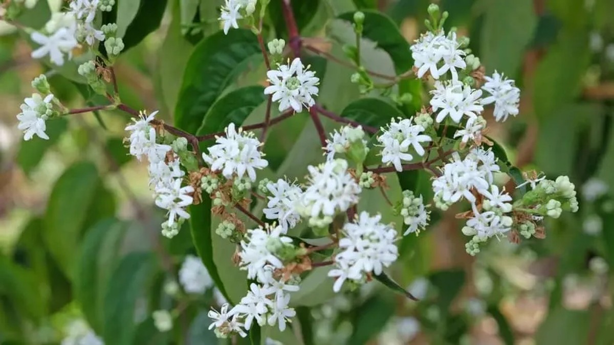 Der Sieben-Kinder-Baum: So pflanzen Sie ihn und bereichern Ihren Garten mit einem jasminähnlichen Duft
