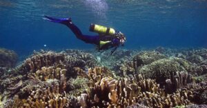 Der Zustand der Korallenriffe: Ein alarmierender Bericht von Jessica Haapkylä