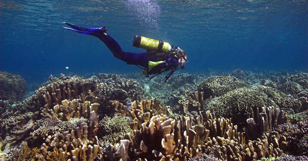 Der Zustand der Korallenriffe: Ein alarmierender Bericht von Jessica Haapkylä