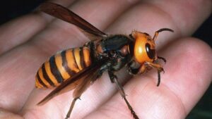 Die Ankunft der Asiatischen Hornisse in Málaga: Erste Nester von Velutina gesichtet
