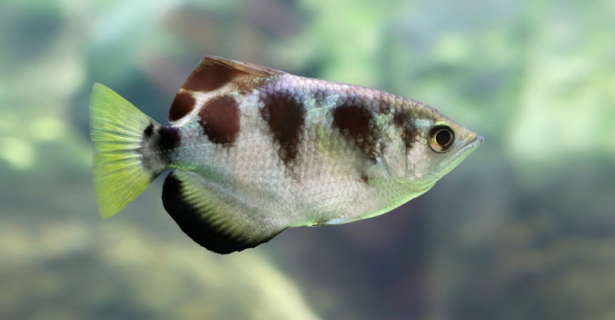 Die außergewöhnlichen Fähigkeiten des Archerfisches: Eine Entdeckung, die die Wissenschaft verblüfft