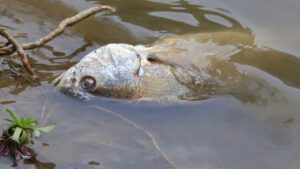 Die Auswirkungen der Klimaveränderung auf den Balaton und seine Fischpopulationen