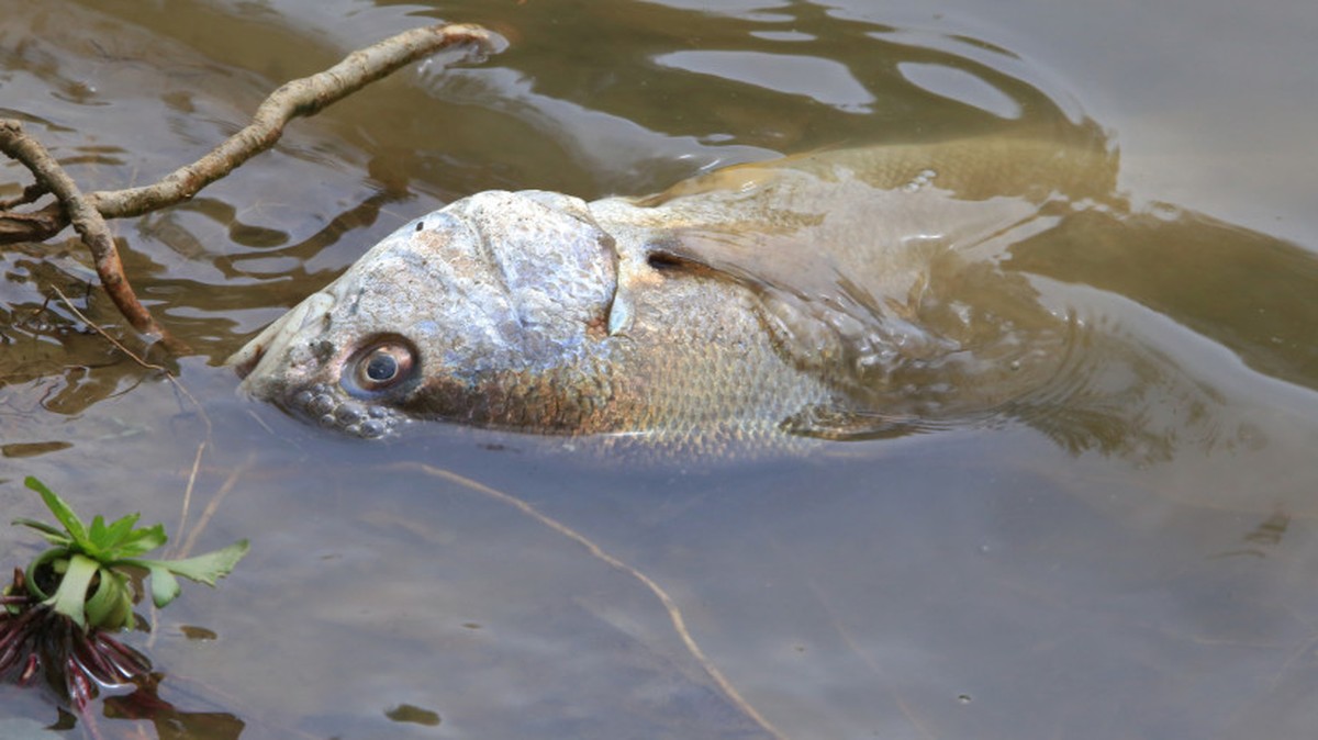 Die Auswirkungen der Klimaveränderung auf den Balaton und seine Fischpopulationen