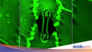 Die Beobachtung des Atmens von Pflanzen in Echtzeit