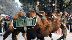 Die einzigartigen Baktrischen Kamele beim Republiktagparade