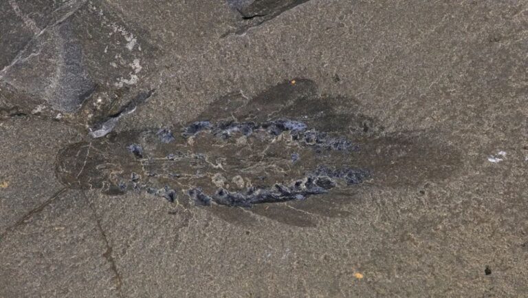 Die Entdeckung einer neuen Urzeit-Art: Mothra fentonii