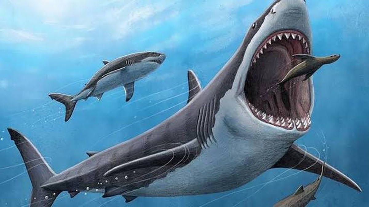 Die Entdeckung eines prähistorischen Riesenhais in Australien