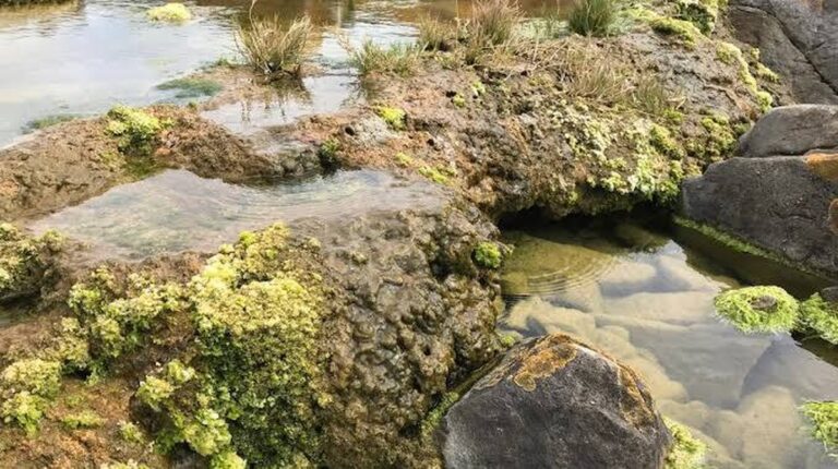 Die Entdeckung mikrobieller Gemeinschaften in Südafrika