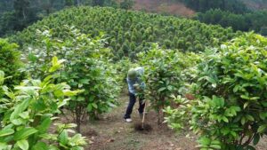 Die Erhaltung seltener genetischer Ressourcen in Nghệ An