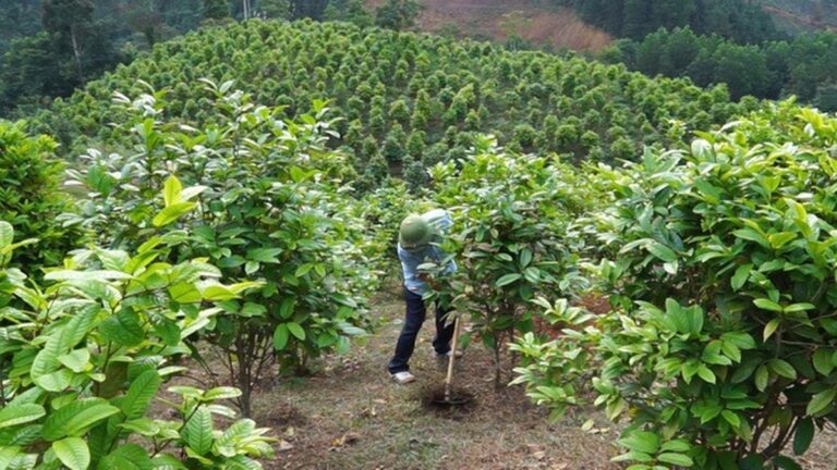 Die Erhaltung seltener genetischer Ressourcen in Nghệ An