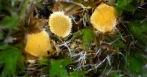 Die faszinierenden Entdeckungen der Mykologie auf den Balearen