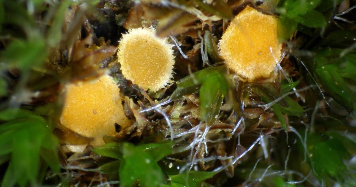 Die faszinierenden Entdeckungen der Mykologie auf den Balearen