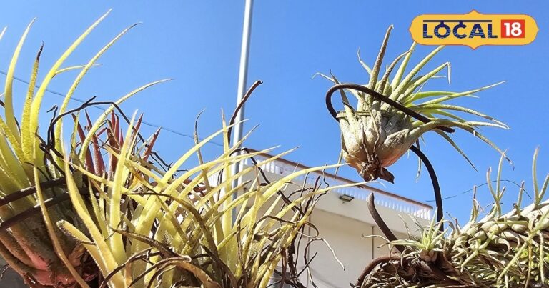 Die faszinierenden Luftpflanzen in Barmer
