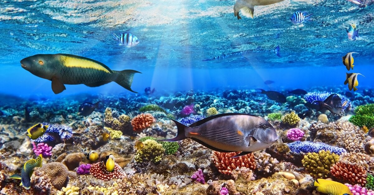 Die Gefährdung der Korallenriffe und die Auswirkungen des Klimawandels