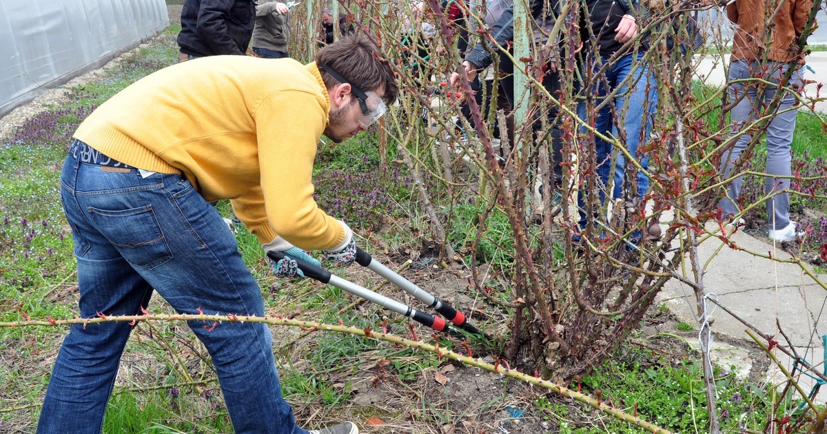 Die giftigste Pflanze der Welt: Der Cashewbaum