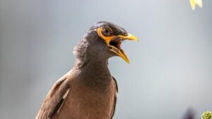 Die Myna in Israel: Zwischen Eindringlichkeit und Zugehörigkeit