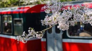 Die Rettung der alten Kirschbäume von Alishan: Ein Balanceakt zwischen Eingriff und Heilung