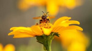 Die Rolle der Bienen als Verbündete der Elefanten