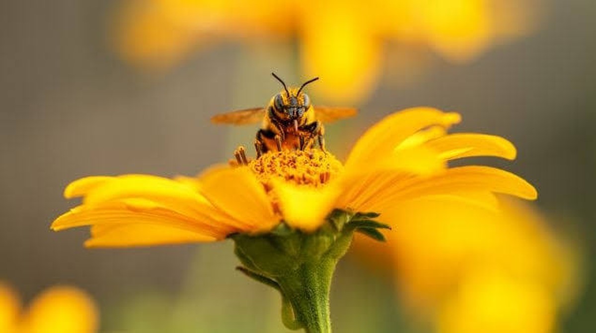 Die Rolle der Bienen als Verbündete der Elefanten