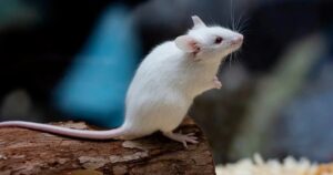 Die Rolle der Erfahrung: Mäuse überwinden Angst durch Rückkehr in die Natur