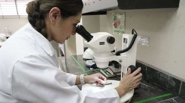 Die Rolle der Grillen in Guayaquil: Ein Blick auf ihr natürliches Verhalten und ihren Einfluss auf das städtische Ökosystem