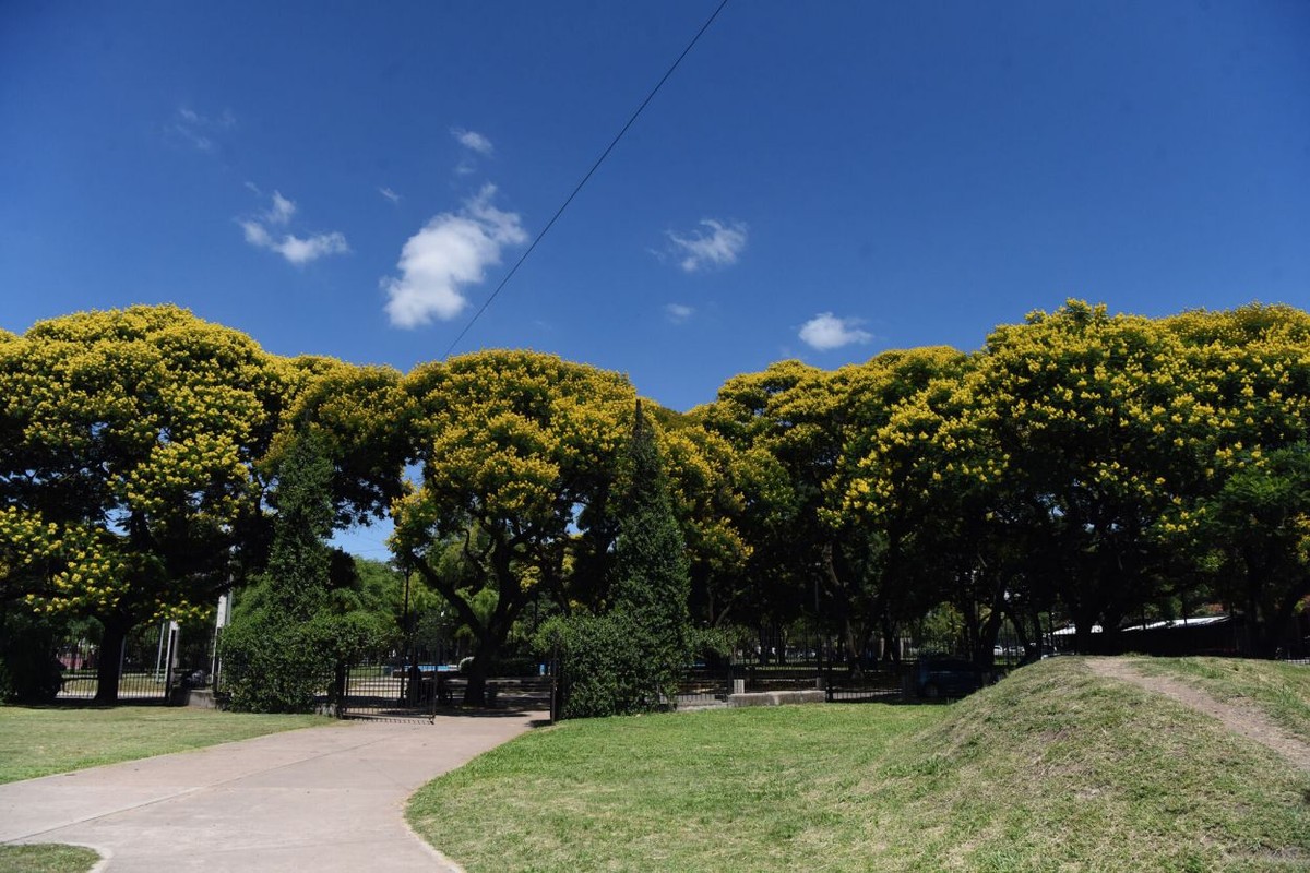 Die Rolle der Ibirás Pitás in Tucumán: Ein Naturschatz im Stadtbild