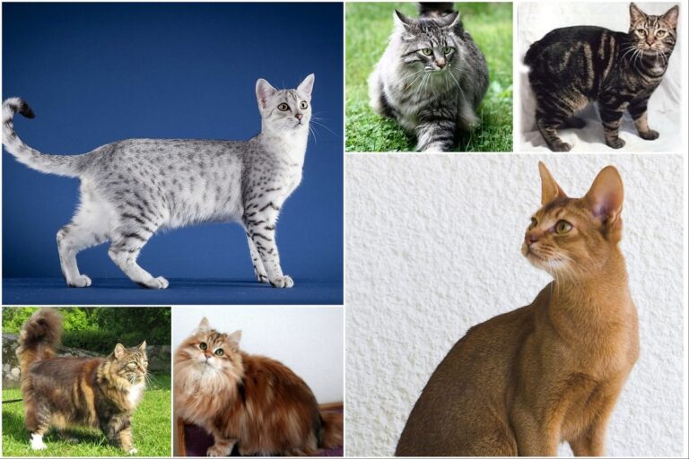 Die Rolle der Katzenrassen in der modernen Züchtung