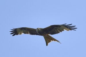Die Rolle der Roten Milane in Dänemarks Winter