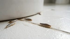 Die Rolle der Silberfischchen: Ein Hinweis auf Feuchtigkeit und schlechte Belüftung