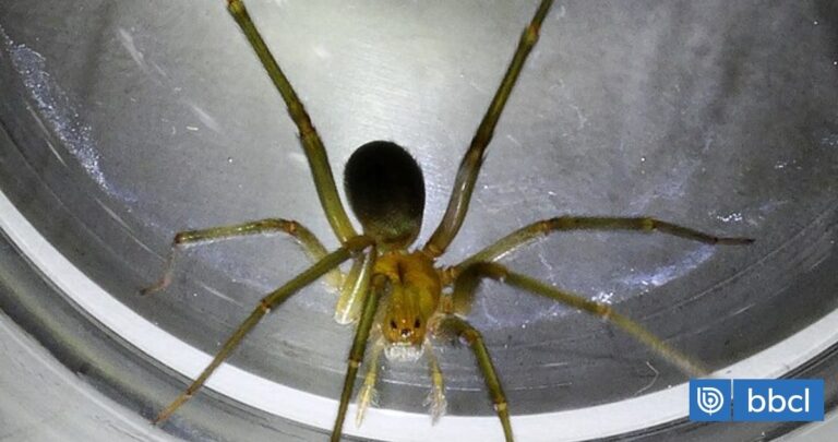 Die Rolle der Winkelspinnen im Sommer