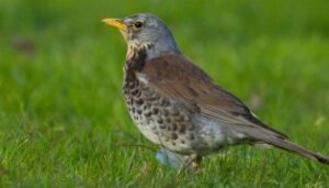Die Rolle des Rückgangs der Vogelbestände in Norwegen und Europa