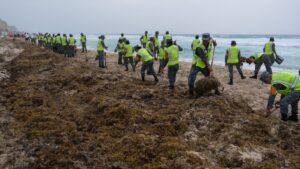 Die Rolle von Algenblüten im Ozean: Eine alarmierende Entwicklung