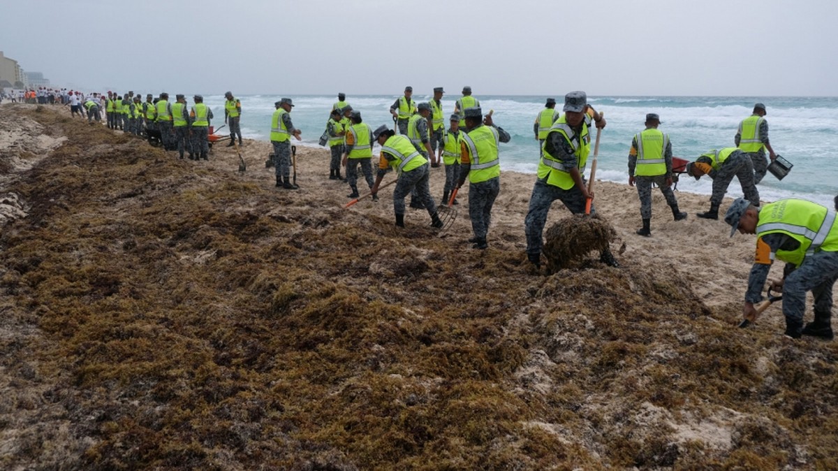 Die Rolle von Algenblüten im Ozean: Eine alarmierende Entwicklung
