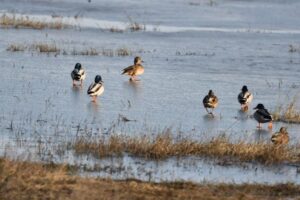 Die Rolle von Maiskörnern für die Wildvögel am Balta Piatra Fetei