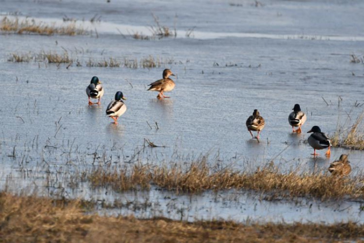 Die Rolle von Maiskörnern für die Wildvögel am Balta Piatra Fetei