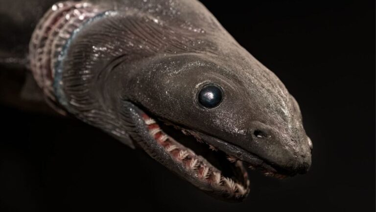 Die Rückkehr einer vergessenen Art: Ein langfristiges Wiederherstellungsprojekt in New York