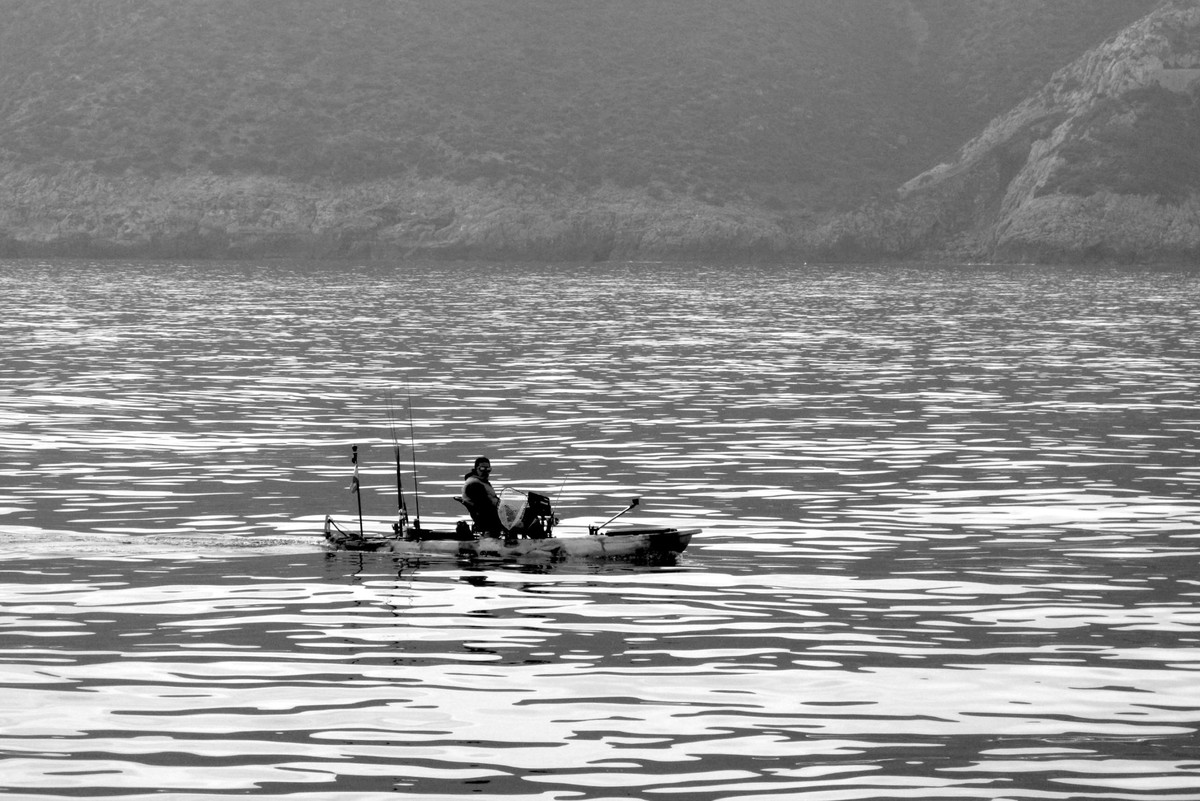 Die Rückkehr von maritimen Arten: Wiederaufforstung des Meeres vor Dénia